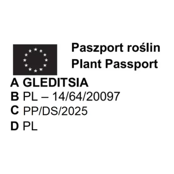 GLEDICZJA TRÓJCIERNIOWA miododajna - sadzonki 150 / 180 cm
